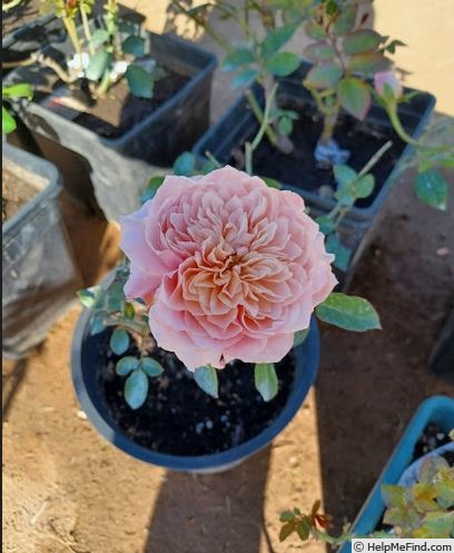 'Mikoto' rose photo