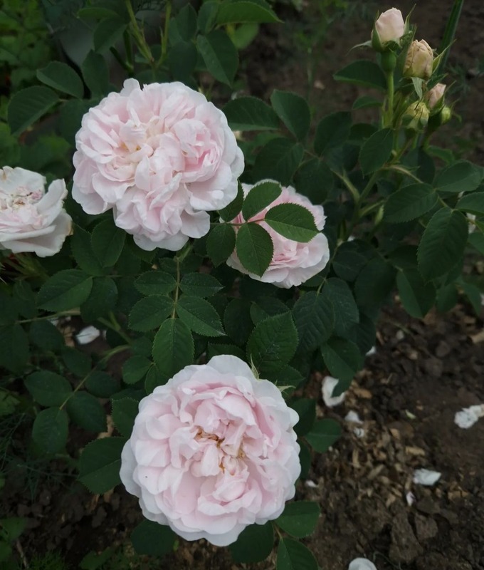 'New Maiden Blush' rose photo