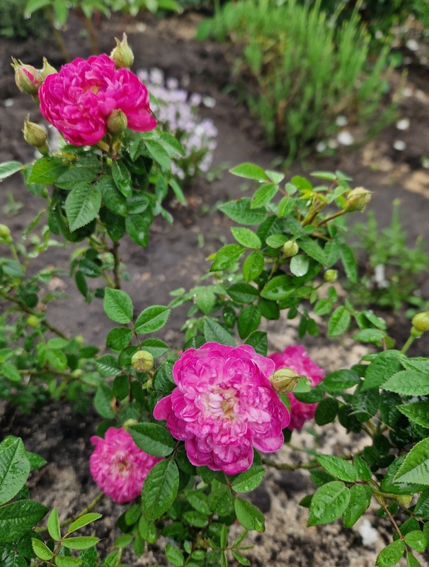 'Le Pompon de Bourgogne' rose photo
