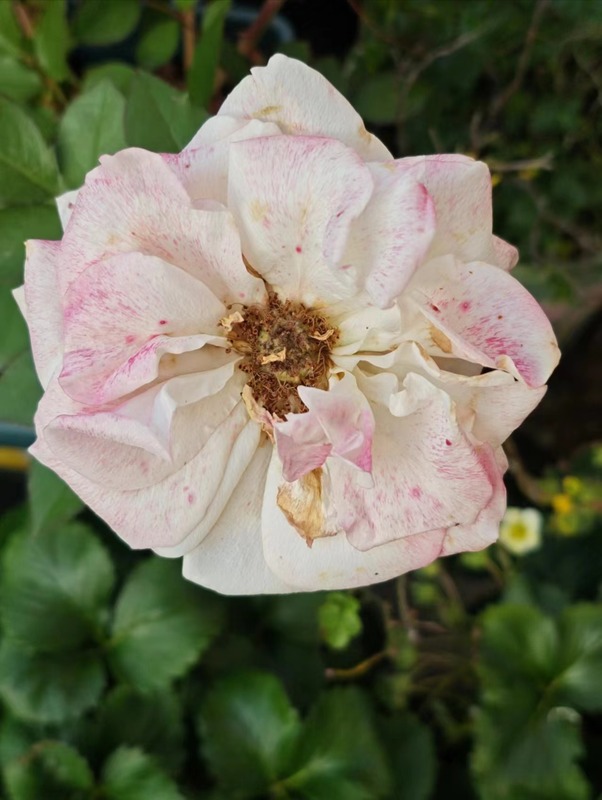 'Lyon Lumières ®' rose photo
