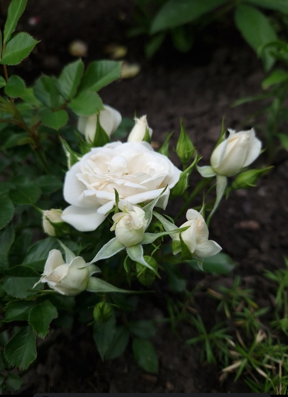 'Bridal Meillandina' rose photo