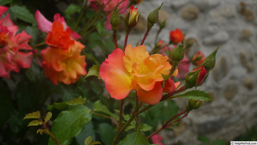 'Ar Duen ®' rose photo