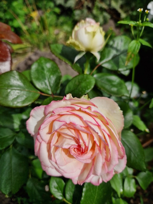 'Biedermeier ®' rose photo