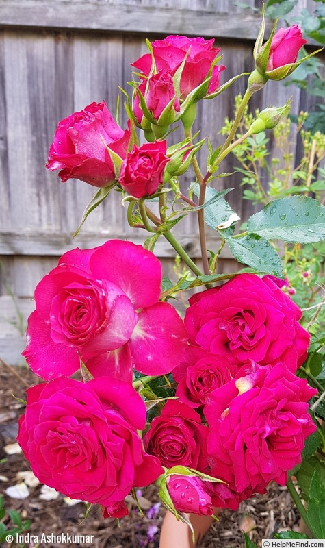 'Red Gem' rose photo