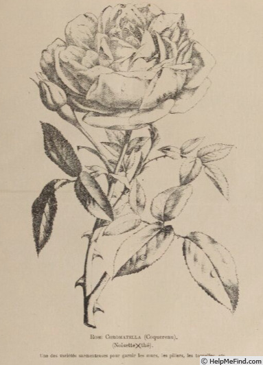 'Chromatella' rose photo
