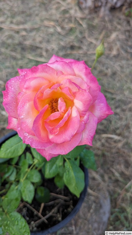 'Broadway ® (hybrid tea, NIRP, 2007)' rose photo