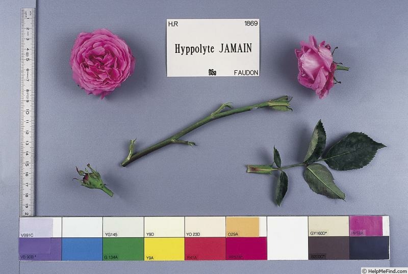 'Hippolyte Jamain (hybrid perpetual, Faudon, 1869)' rose photo