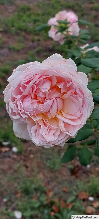 'Carméline ®' rose photo