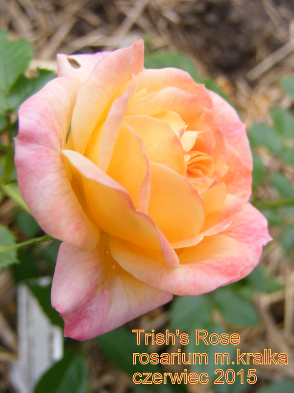 'Trish's Rose' rose photo