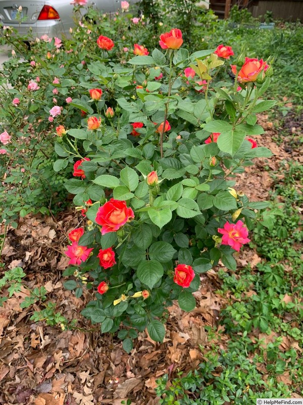 '13-2' rose photo