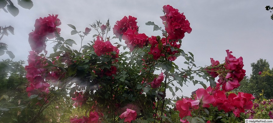 'Dortmund' rose photo