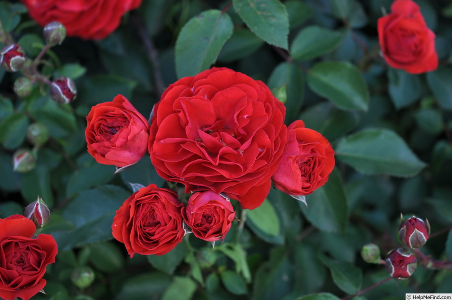 'Tara Reka ®' rose photo