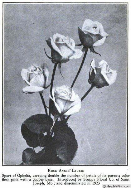 'Annie Laurie (hybrid tea, Stuppy, 1918)' rose photo