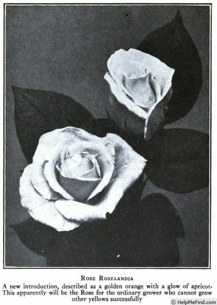'Roselandia' rose photo