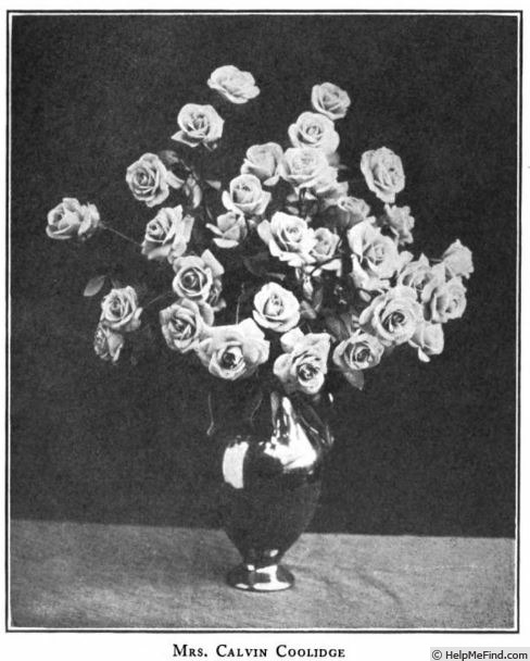 'Mrs. Calvin Coolidge' rose photo