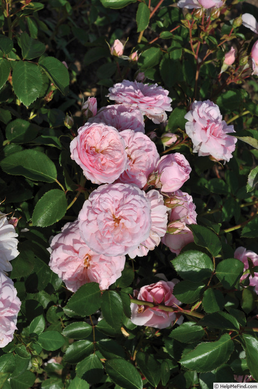 'Blush™ Winterjewel ®' rose photo