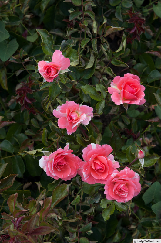 'Antica™ Freska ®' rose photo