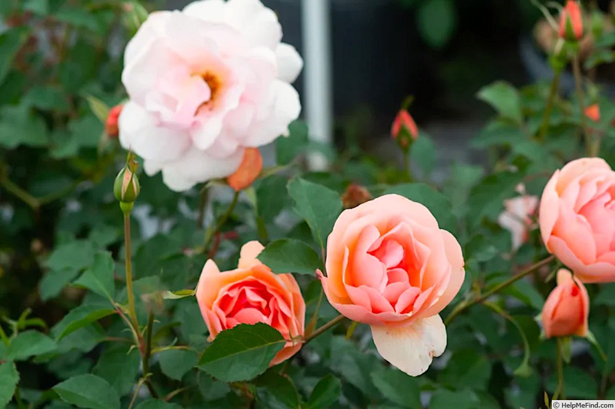 'Tuesday McMains' rose photo