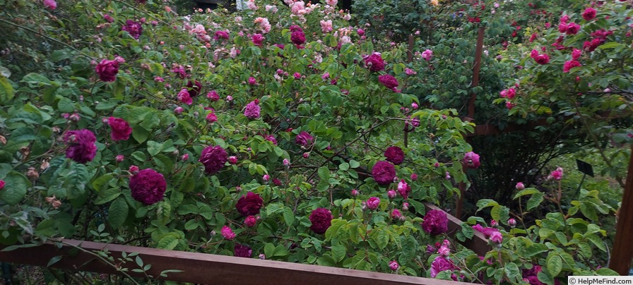 'Hippolyte (gallica, Parmentier pre 1842)' rose photo