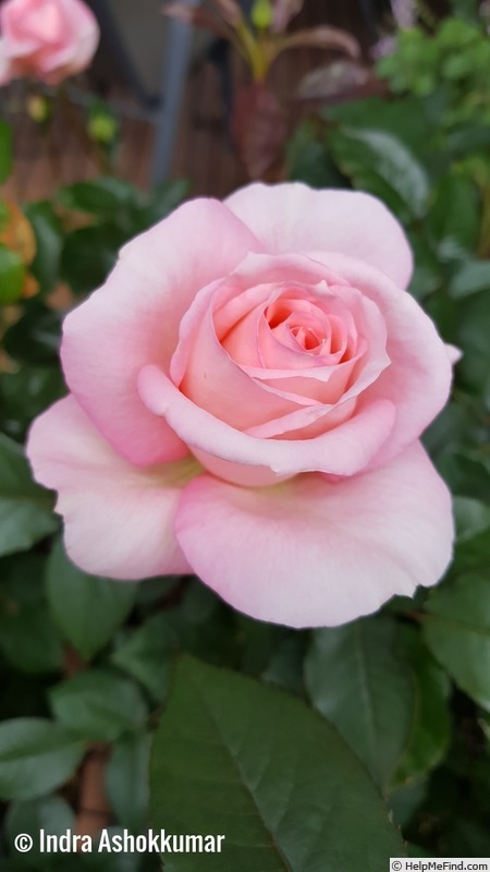 'Governor Marie Bashir' rose photo