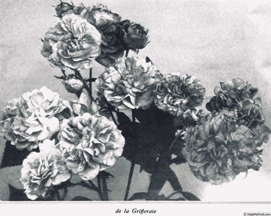 'De la Grifferaie' rose photo