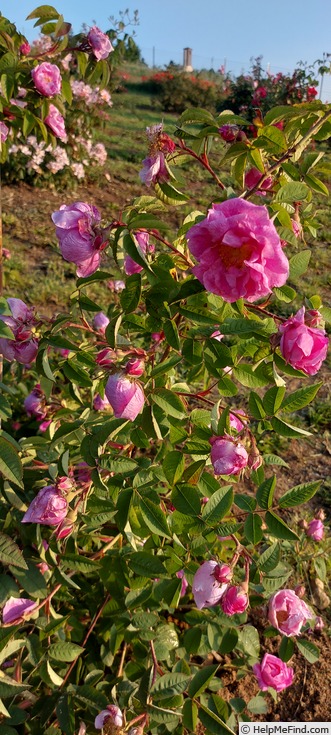 'Madame Stolz' rose photo