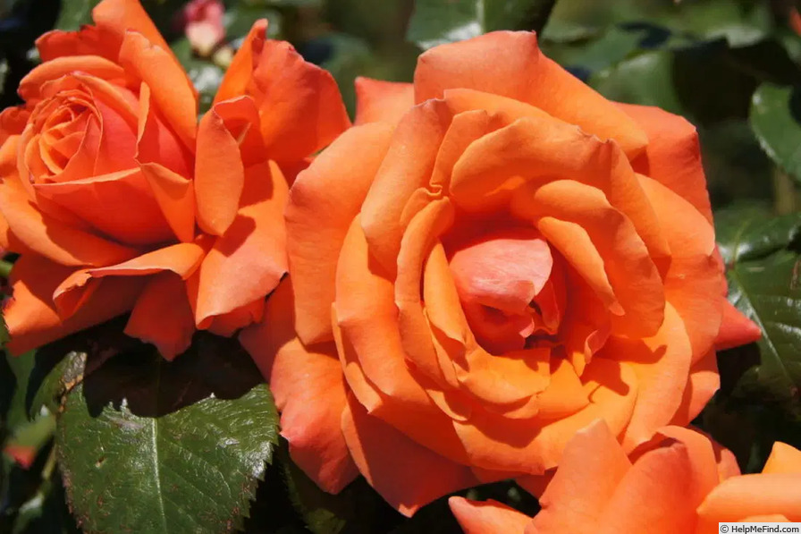'Papaya Panarosa' rose photo