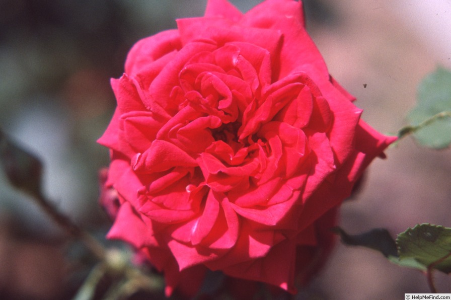'Kronprinzessin Victoria von Schweden' rose photo