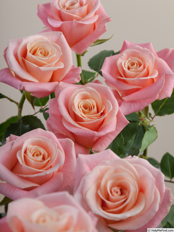 'Vitalrose Miss Piggy ®' rose photo