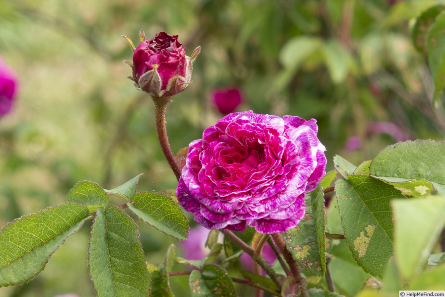 'Cramoisi Picoté' rose photo