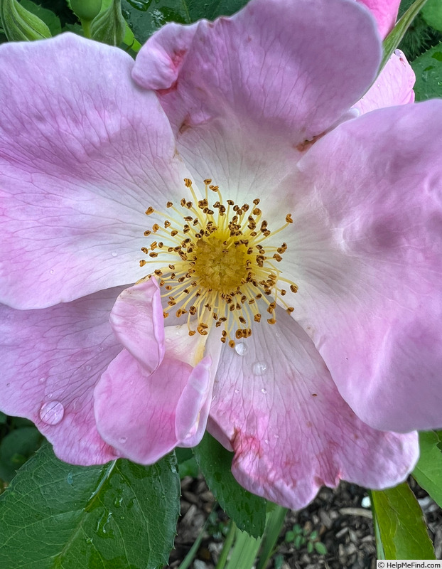 'Roemer's Hip Happy' rose photo