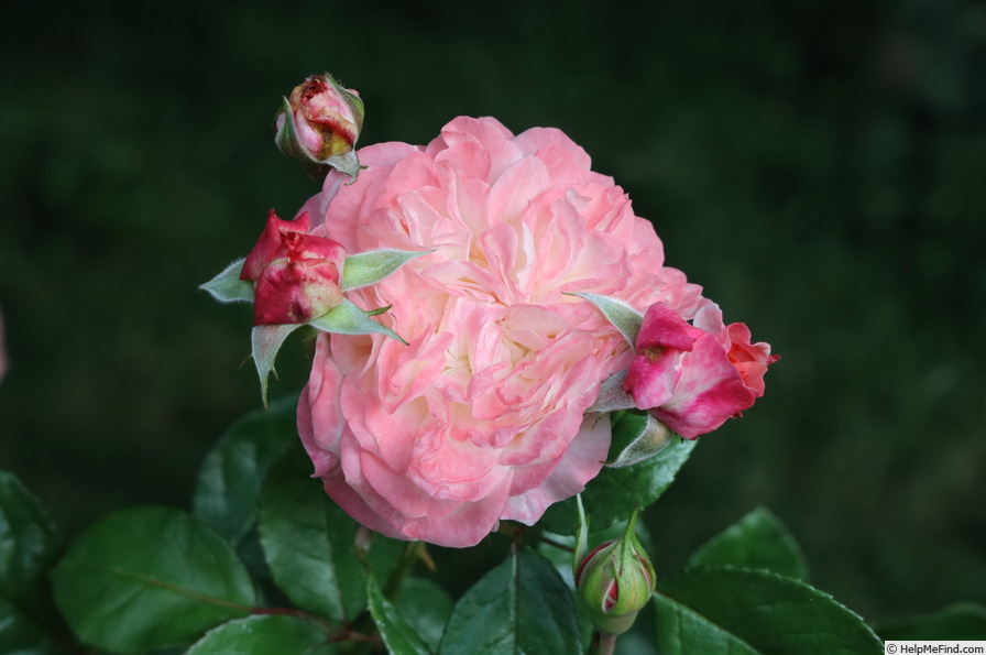 'Dream Weaver (floribunda, Schmitz, 2020)' rose photo