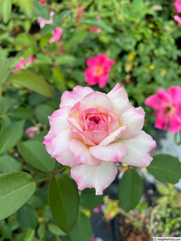 'Southern Sweet Tea' rose photo