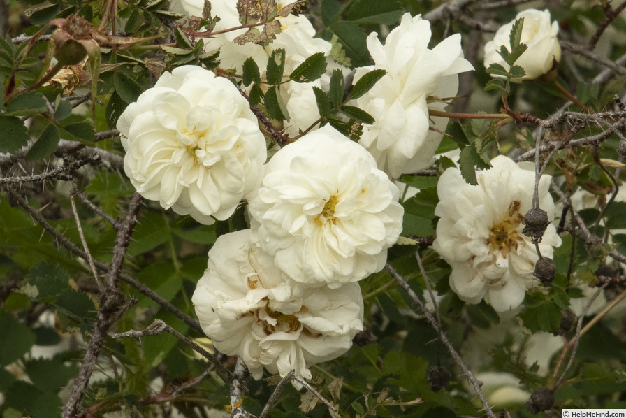 'Double Cream (hybrid Spinosissima, Wallace)' rose photo