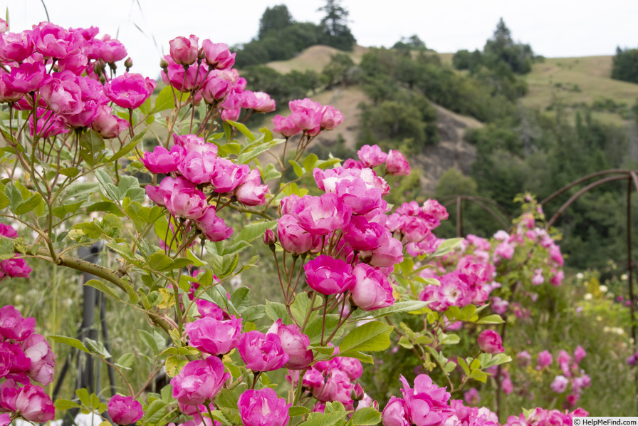 'Elizabeth Lawrence' rose photo