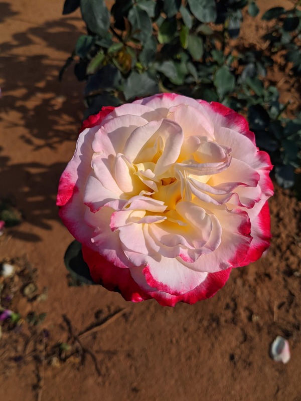 'Double Delight ®' rose photo