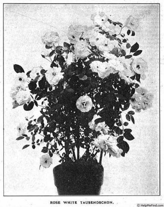 'White Tausendschön (multiflora, Roehrs 1916)' rose photo