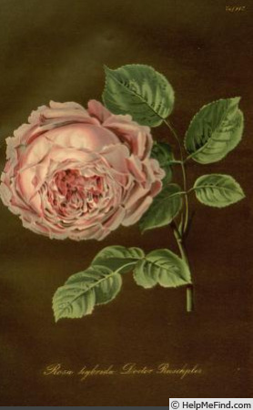 'Dr. Ruschpler' rose photo