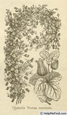 '<i>Viorna coccinea</i> Engelm. synonym' clematis photo
