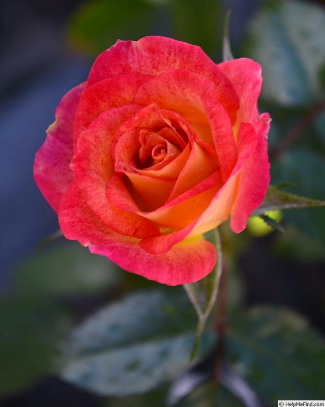 'True Affection' rose photo