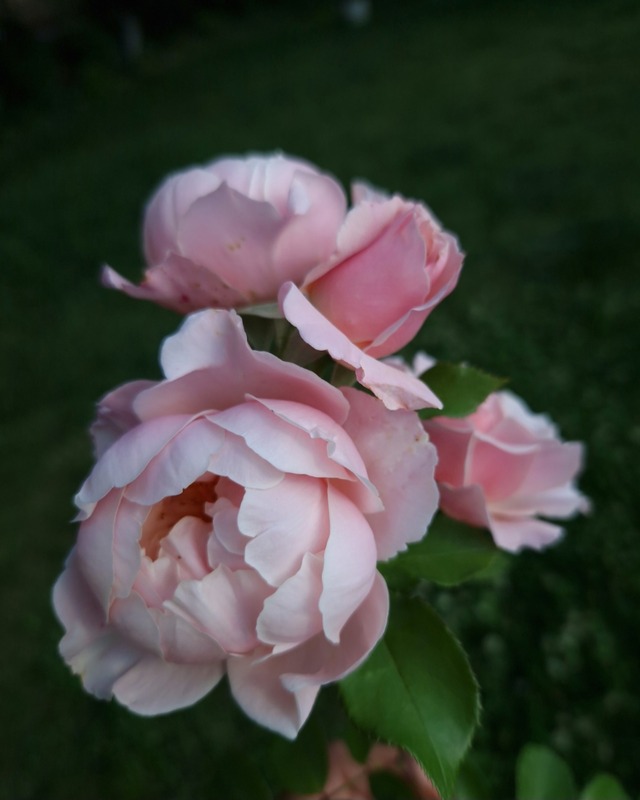 'Daphne (shrub, Kimura 2015)' rose photo