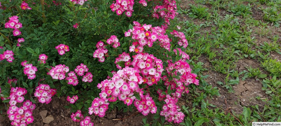 'Mozart (hybrid musk, Lambert 1936)' rose photo