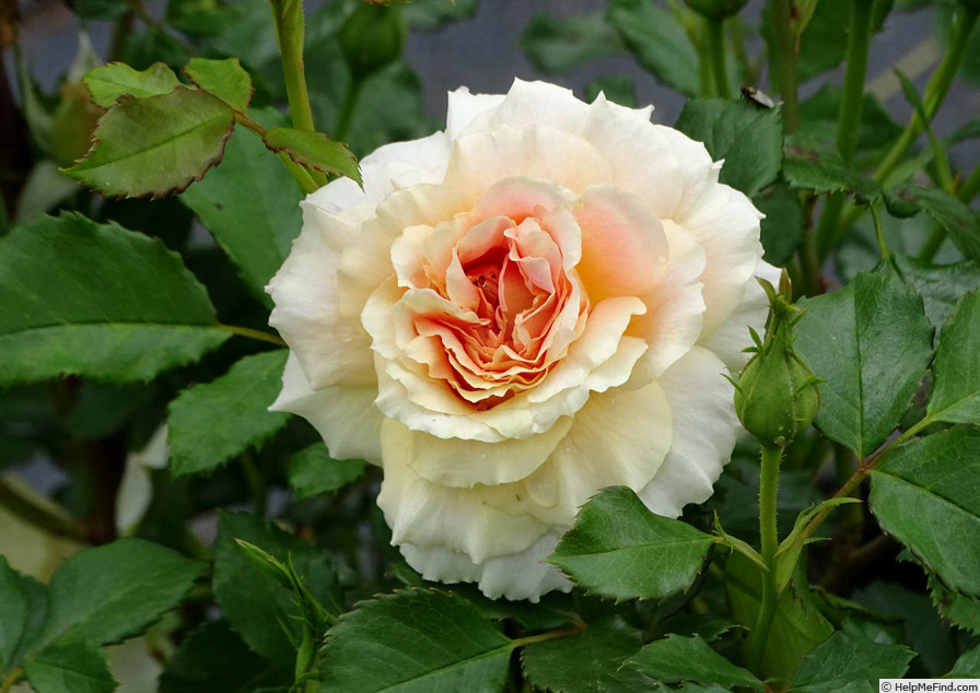 'Caribbean Breeze' rose photo