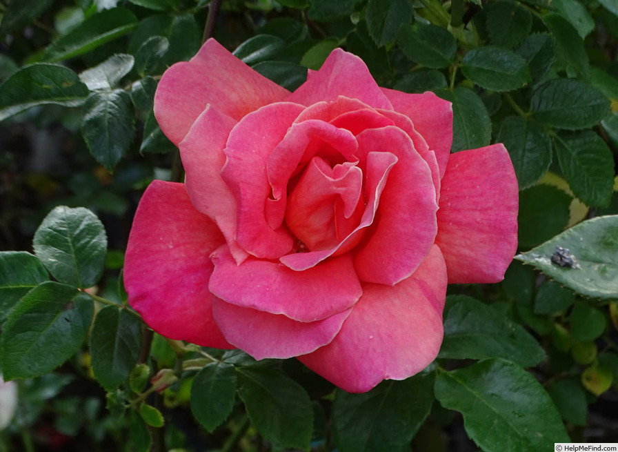 'Condesa de Sástago (hybrid tea, Dot 1930)' rose photo