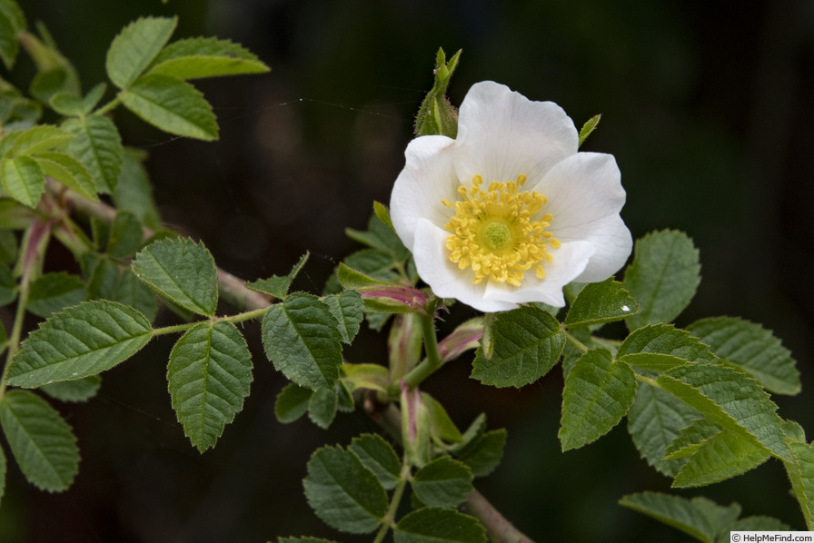 'Shakespeare Garden Eglantine' rose photo