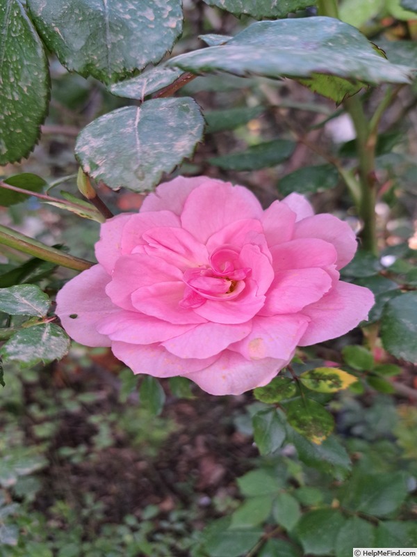 'Bordure Rose No. 2' rose photo