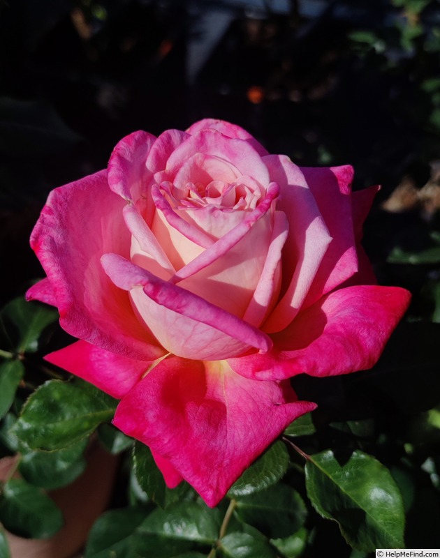 'Federico Garcia Lorca ®' rose photo