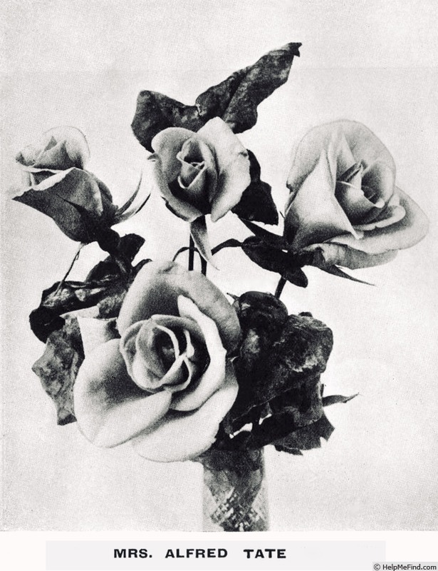 'Mrs. Alfred Tate' rose photo