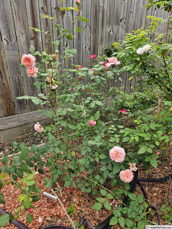 'Prairieville Prince' rose photo