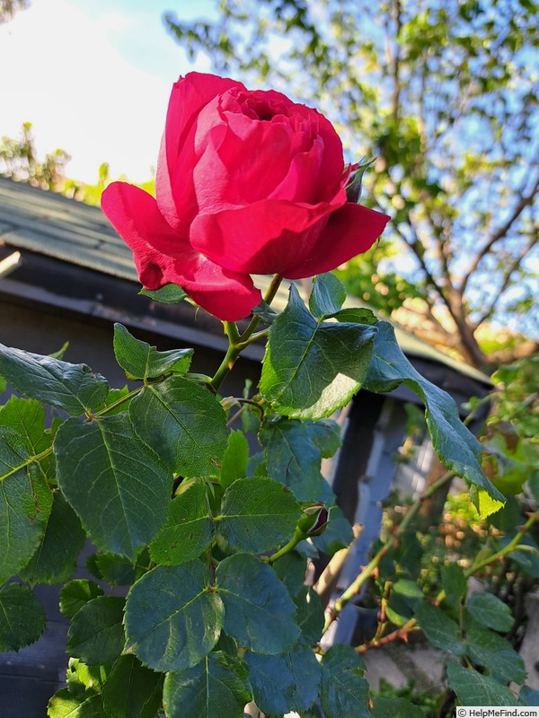 'Ruban Rouge ® (shrub, Meilland 2012)' rose photo